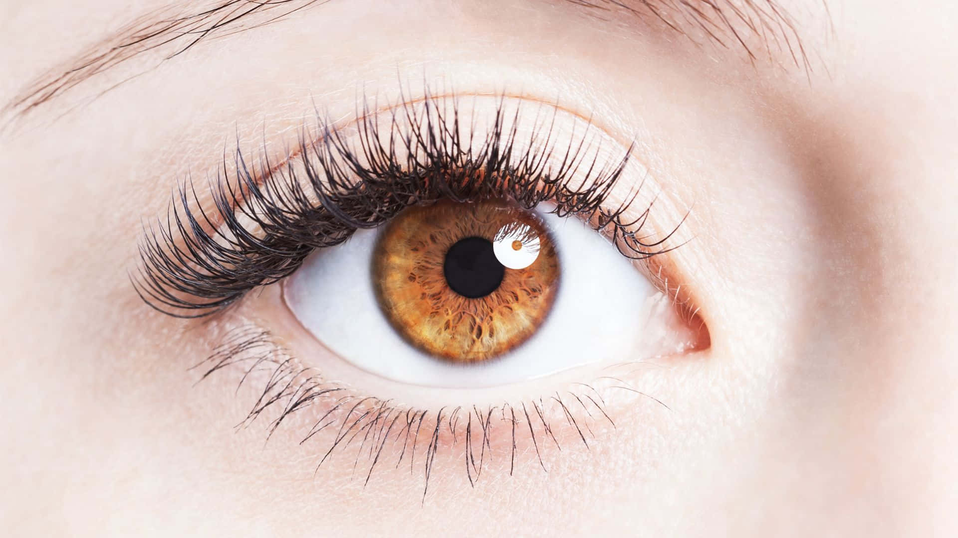 Eye 桌布 壁紙 — 人類眼睛的超現實特寫，帶有長長的黑色睫毛和反射光線的細緻棕色虹膜。