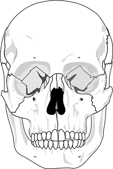人顱骨插圖