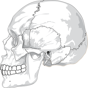 人顱骨插畫