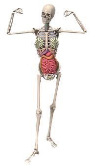 人體骨骼與內臟結構插圖 壁紙