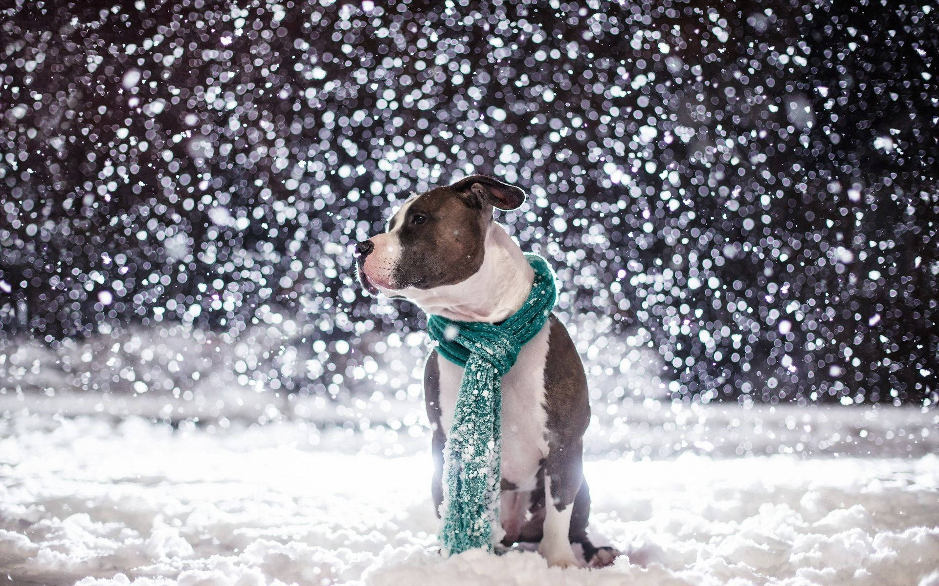 一隻戴著青綠色圍巾的狗在下雪時坐在雪中。