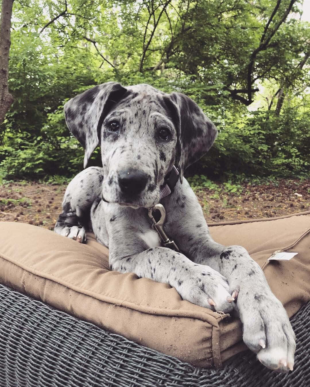 什麼比一窩大丹犬幼犬更可愛？ 壁紙 — 一隻有斑點的大丹犬幼犬在藤製 patio 椅墊上高貴地躺著，周圍環繞著茂密的綠色樹葉。