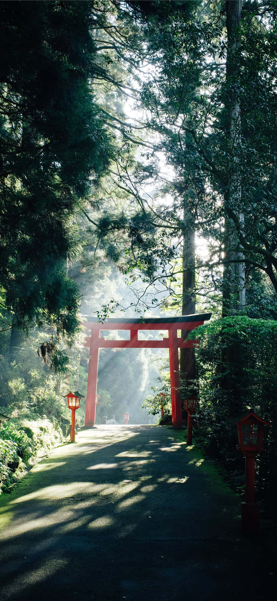 霧氣森林中的紅色鳥居，陽光穿過樹木