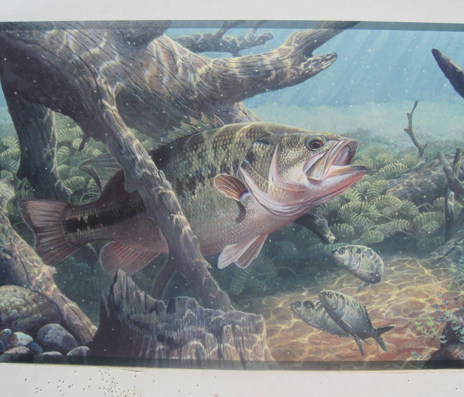 一條大鱸魚喺清澈藍色水中嘅沉木同岩石附近游緊，附近仲有細魚。
