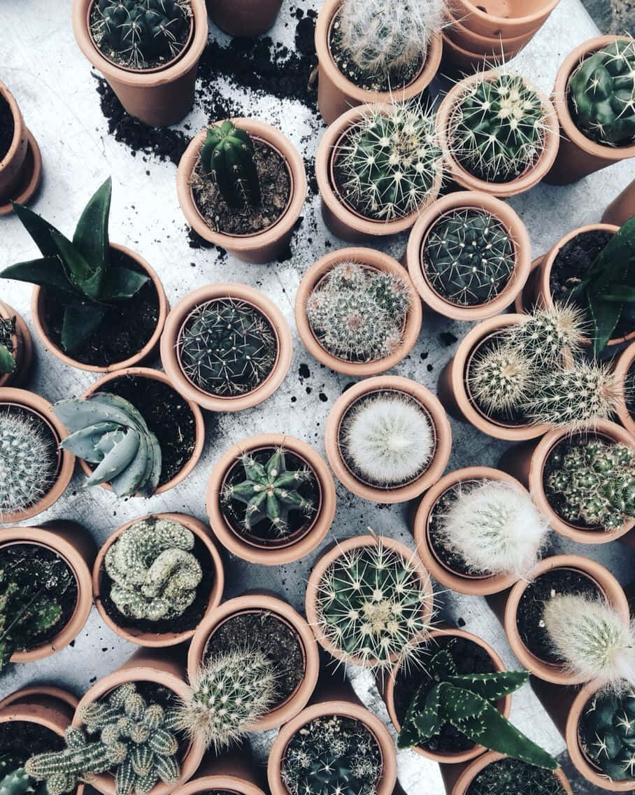 仙人掌多肉植物頂視圖 壁紙 — 從上方俯瞰，各種盆栽仙人掌和多肉植物散落在淺灰色表面上，使用陶盆。