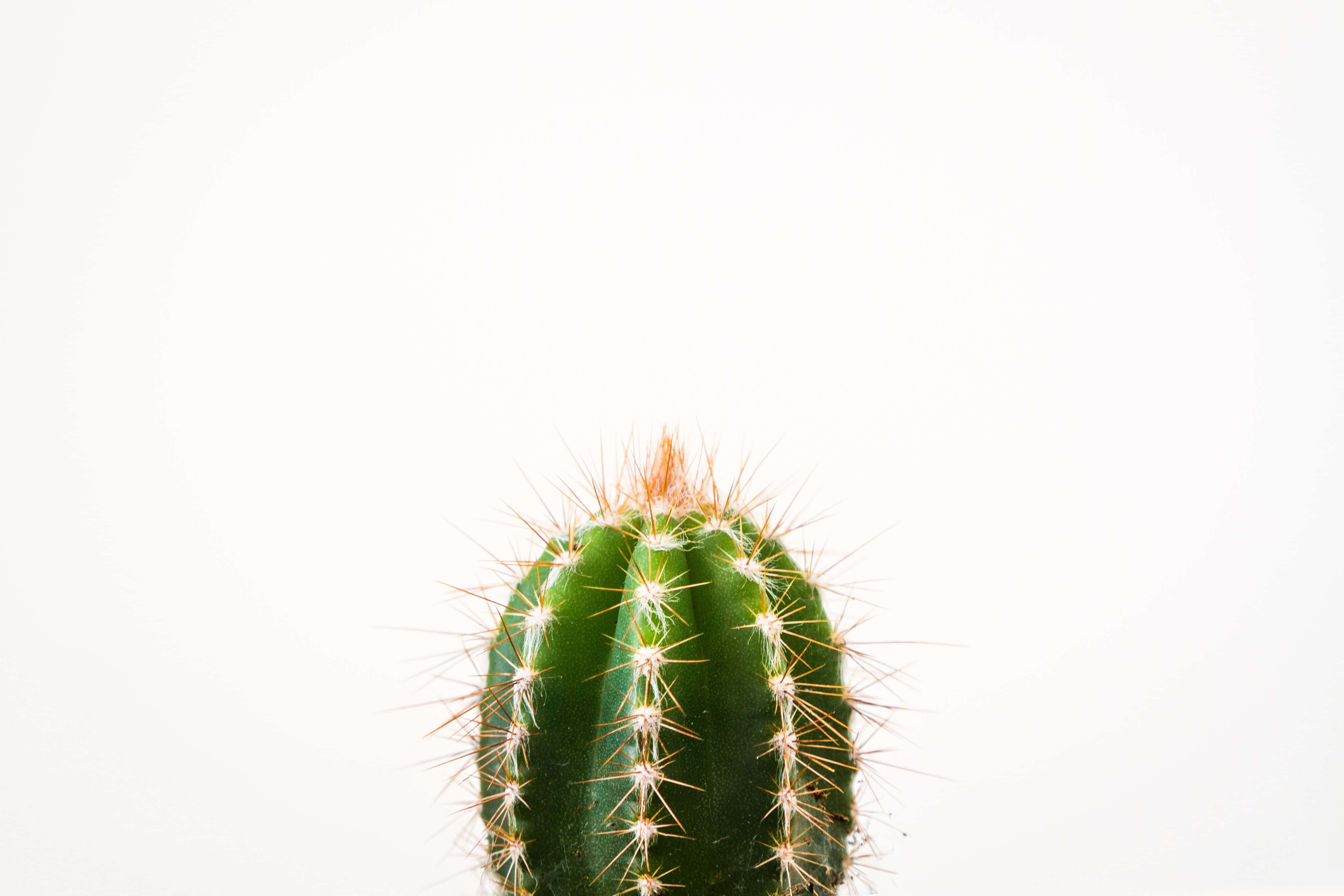 仙人掌特寫極簡植物桌面 壁紙 — 一棵帶有金色刺的綠色桶形仙人掌，在明亮的白色背景中央豎立。