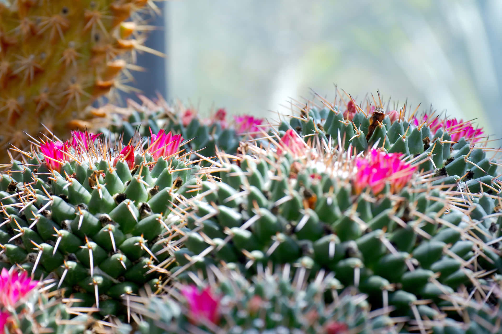 仙人掌花 Mammillaria Polythele 壁紙 — 鮮綠色桶形仙人掌的特寫，點綴著亮粉色花朵和尖銳的刺，背景柔和模糊。