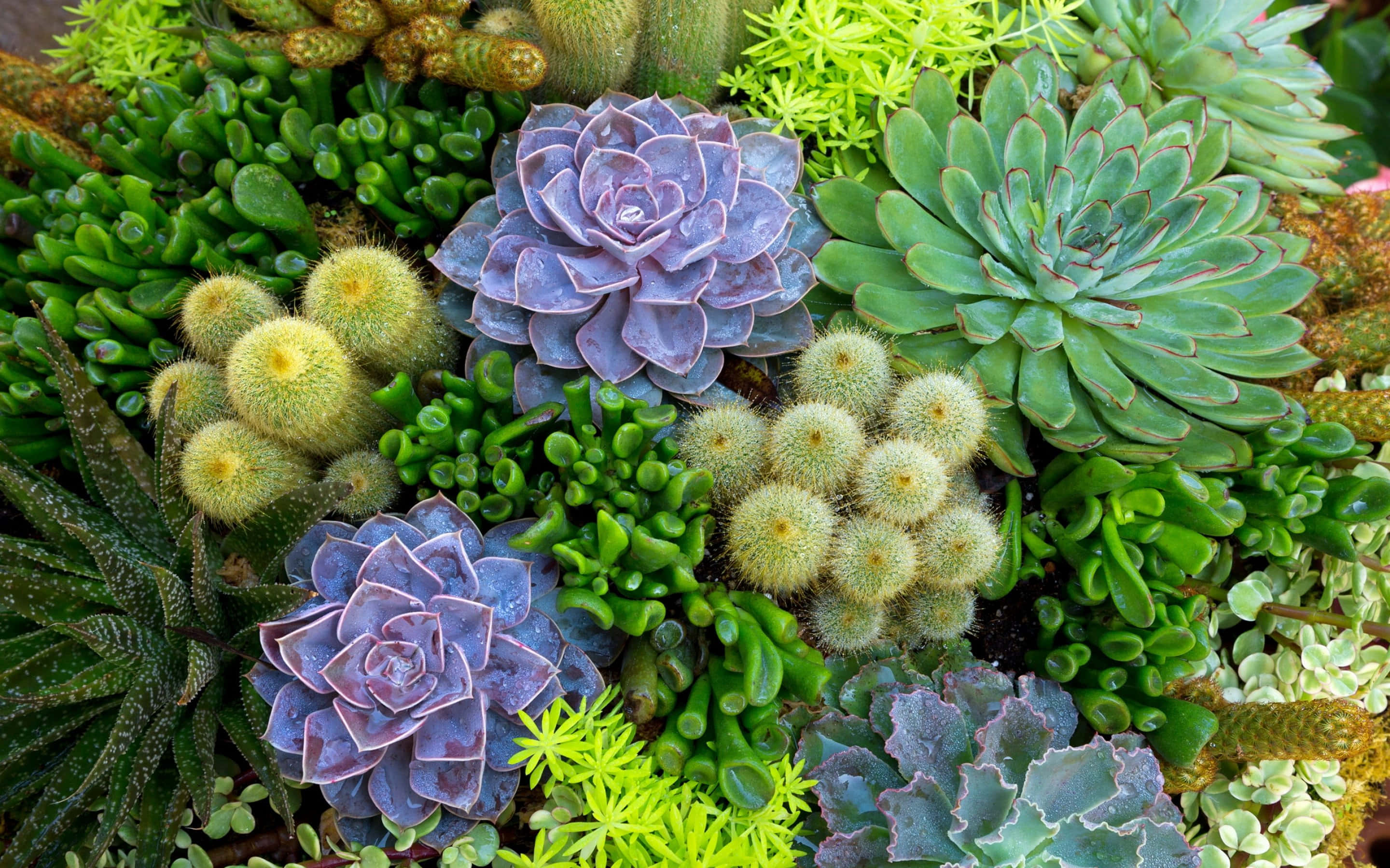 仙人掌花園 壁紙 — 充滿活力的特寫，各種多肉植物和仙人掌以濃密的綠色、紫色和黃色緊密排列在一起。