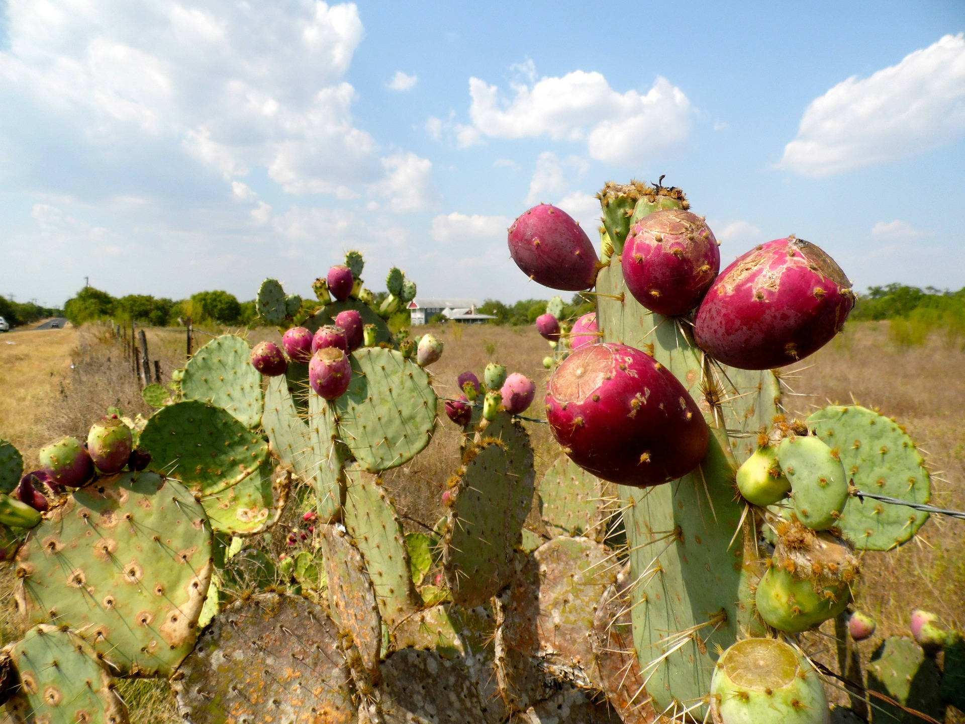 仙人掌果的近距離特寫，在乾燥田野中藍天下結出成熟的紫色果實。