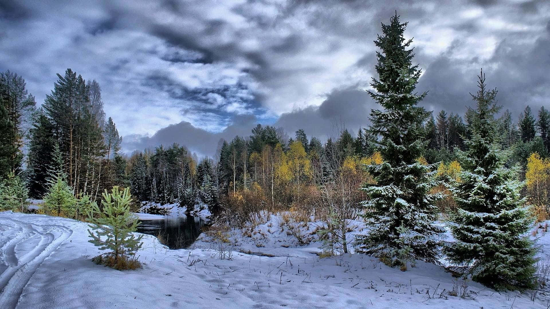 令人屏息的冬季風景 壁紙 — 白雪覆蓋著一片寧靜的冬季森林，有常綠樹和樺樹，天空戲劇性地多雲。