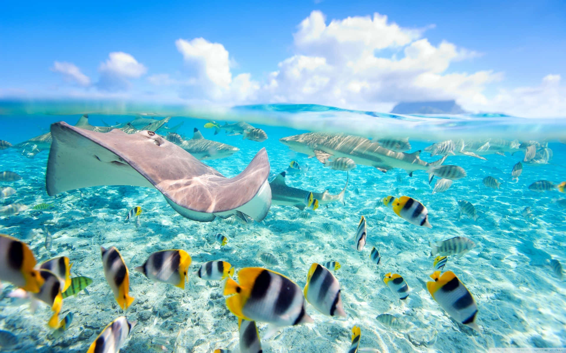 魟魚和熱帶魚在明亮的藍天下清澈的淺海水中游動。