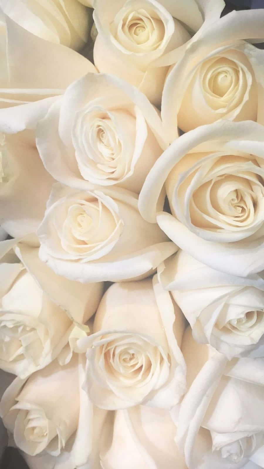 一束奶油白色玫瑰，花瓣柔軟，陰影柔和。