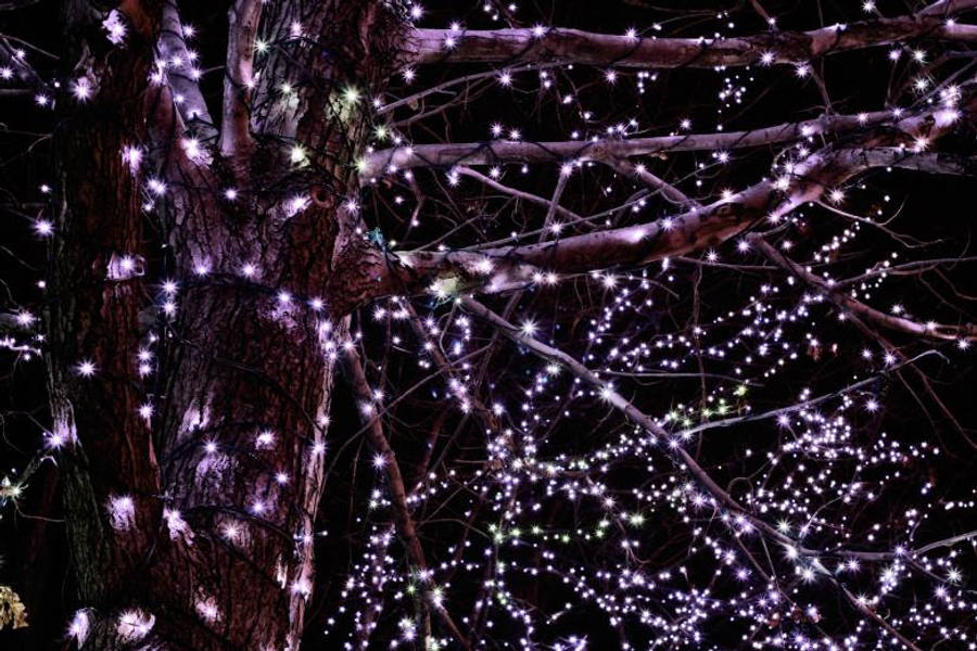令人歎為觀止的綠意日出 壁紙 — 一棵光禿禿的樹在夜晚裝飾著閃爍的紫色和白色仙女燈，營造出神奇的發光效果。