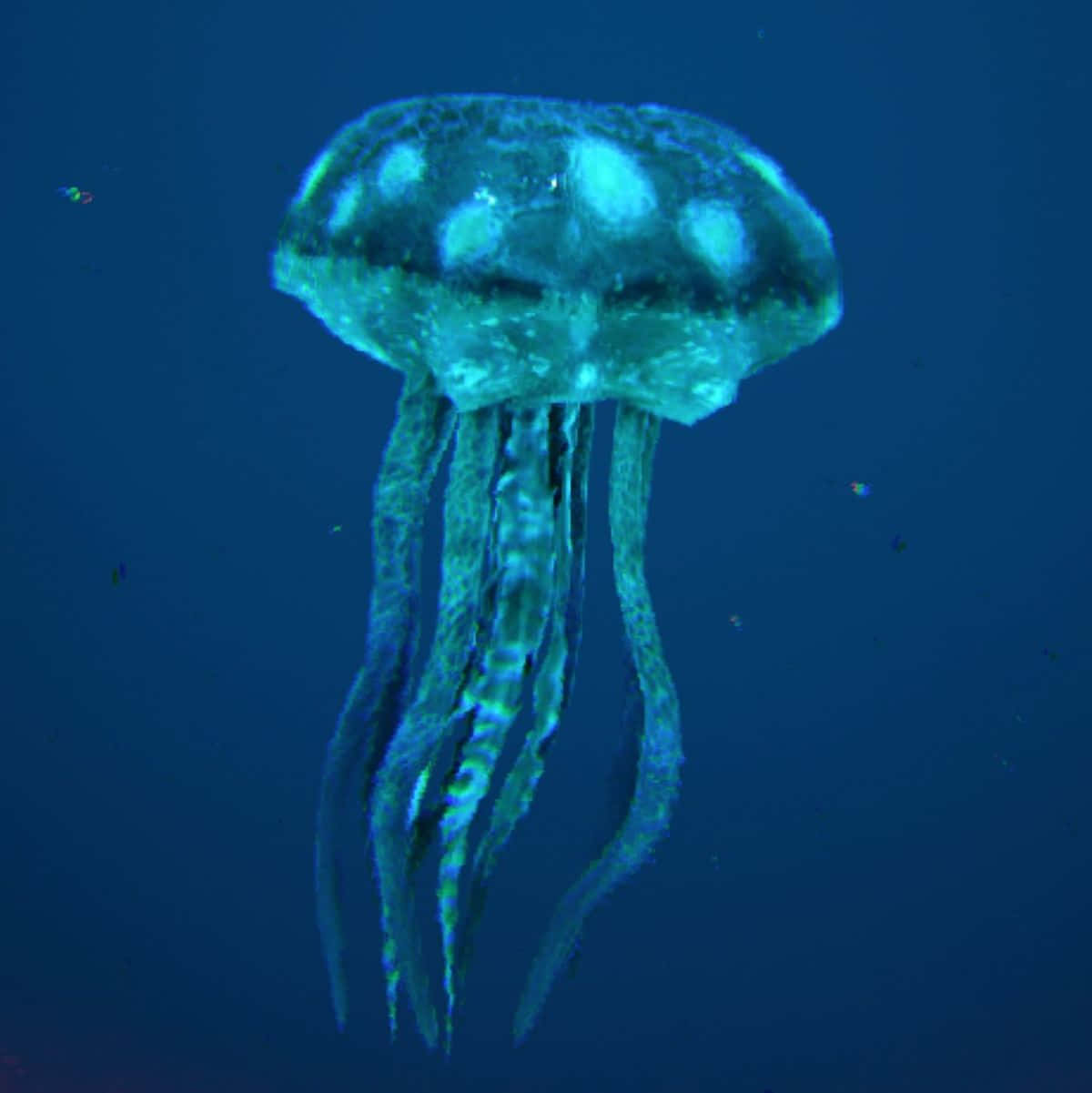 一隻發光藍色水母漂浮在黑暗的海水中。