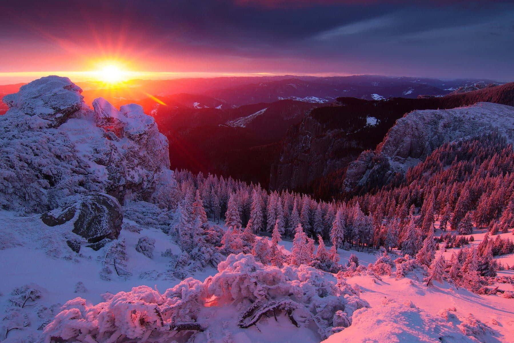 Winter Sunset 桌布 壁紙 — 令人驚嘆的冬季日出將白雪覆蓋的山脈和松樹林染成充滿活力的粉紅色和橙色色調。