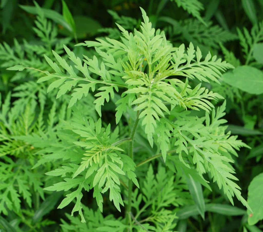「令人驚嘆的豚草植物」 壁紙
