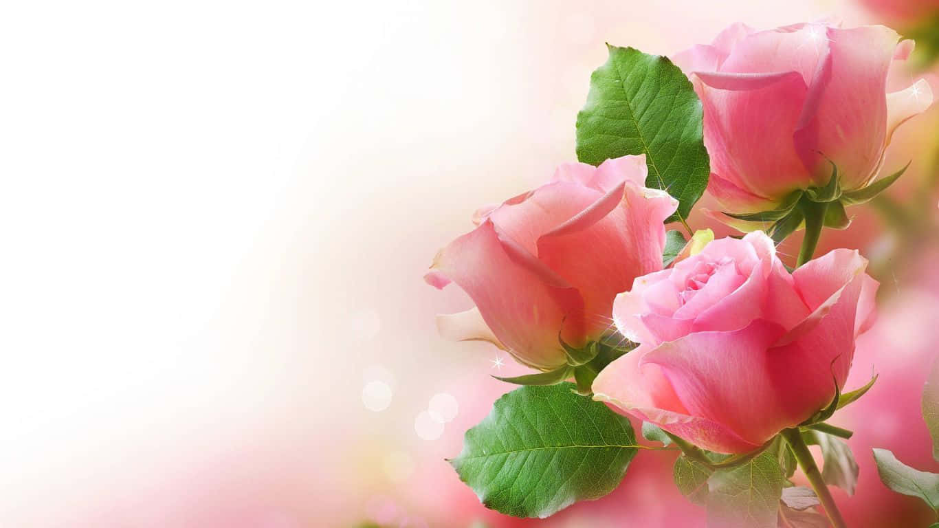 令人驚艷的愛莉安娜·格蘭德粉紅玫瑰壁紙 壁紙 — 三朵精緻的粉紅玫瑰，搭配茂盛的綠葉，在夢幻般的模糊背景和溫暖的散景燈光下柔和發光。