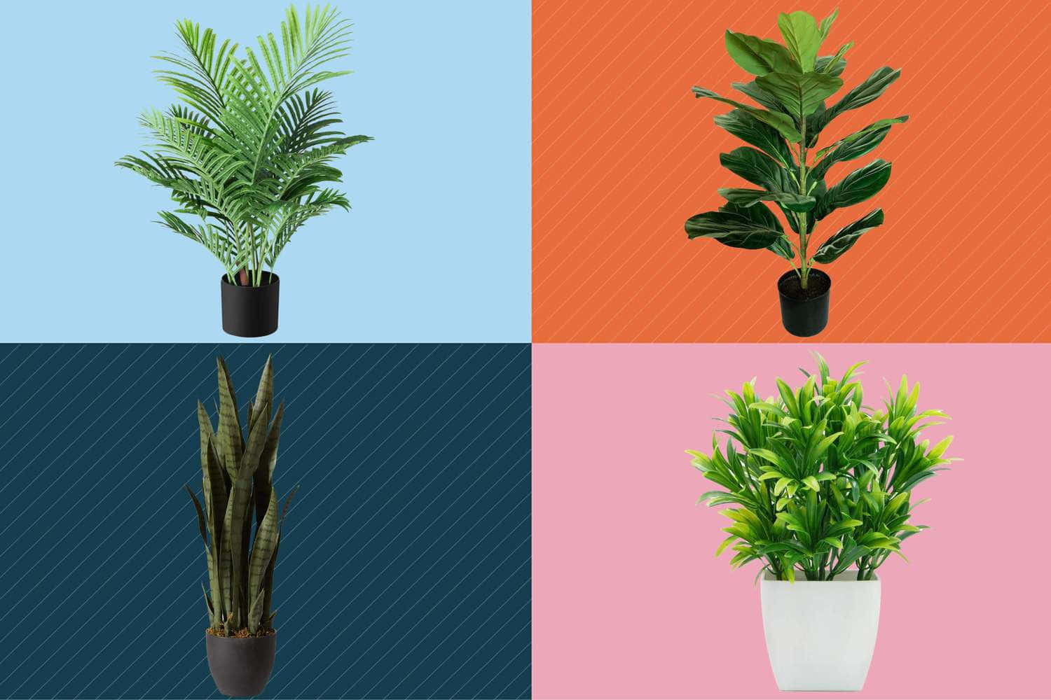 四種不同的盆栽植物展示在彩色條紋背景上。