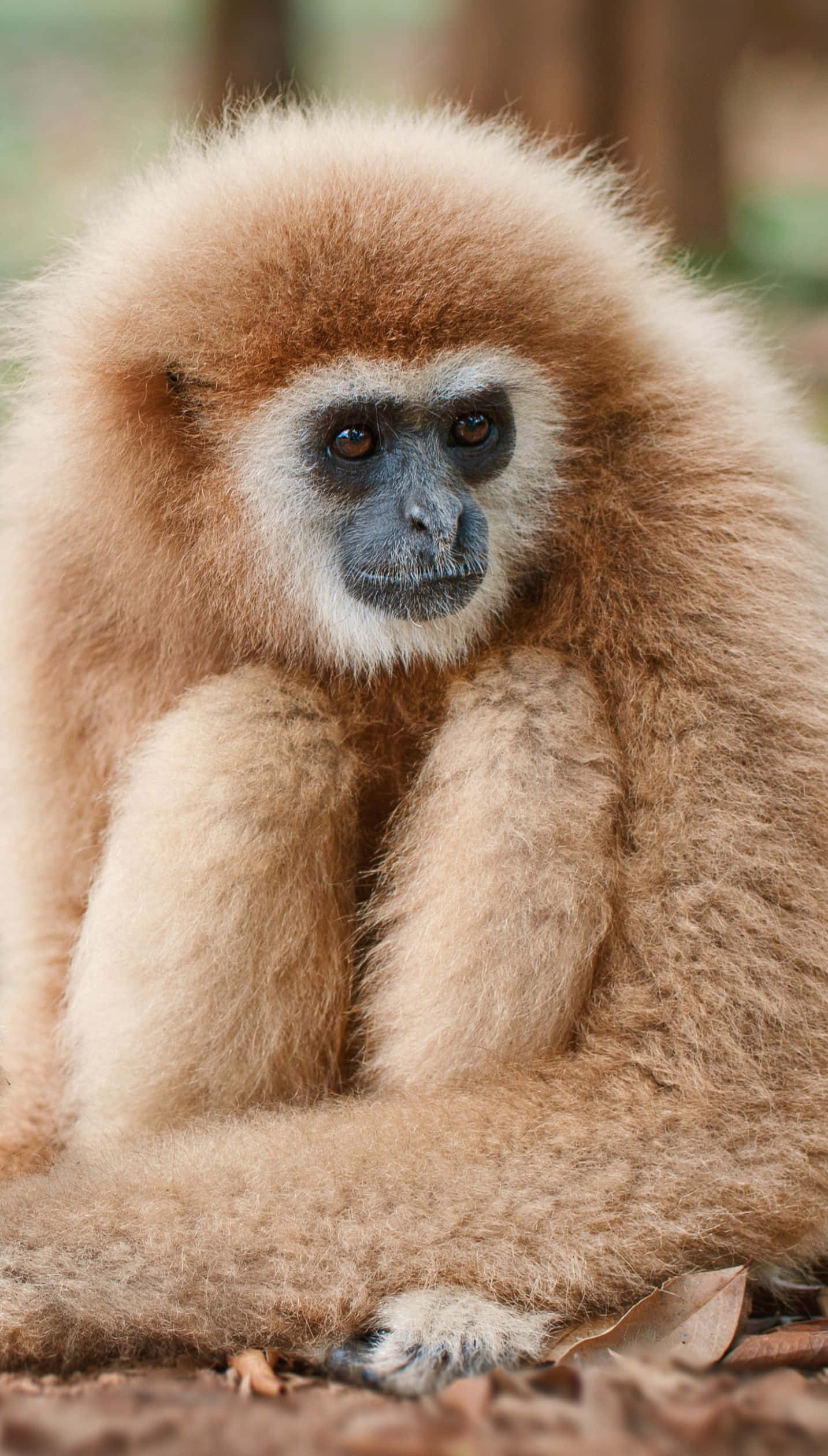 以 Android Gibbon 開啟更大更亮的螢幕體驗 壁紙 — 一隻毛茸茸嘅金色長臂猿，面黑黑，靜靜咁坐喺森林地面嘅特寫。