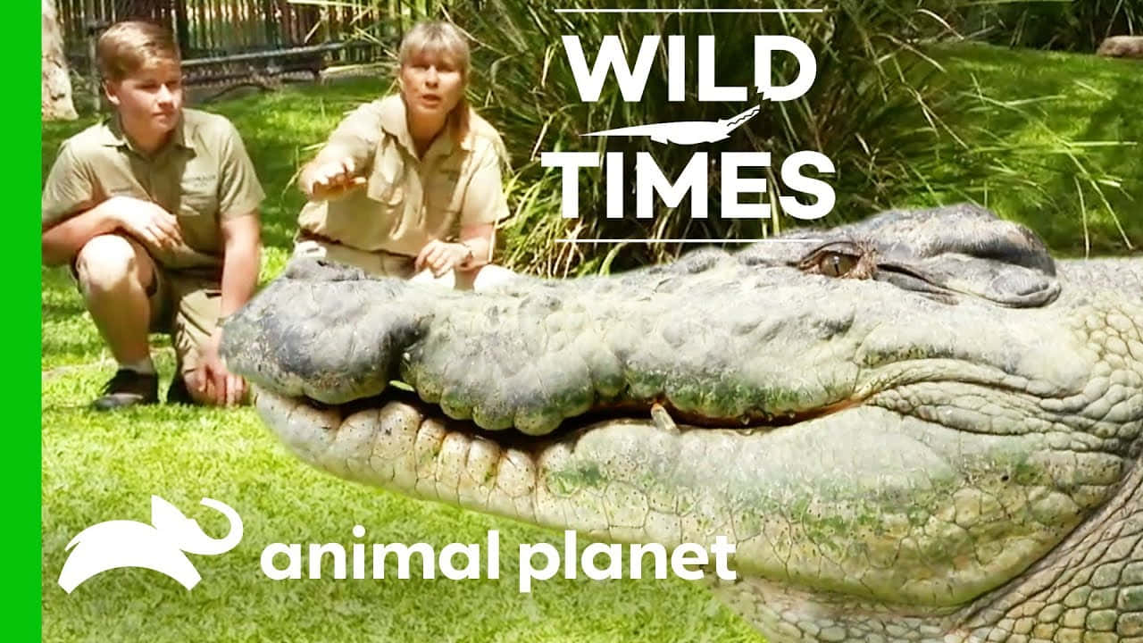 兩名動物園管理員蹲在草地圍欄內一隻大鱷魚旁邊。