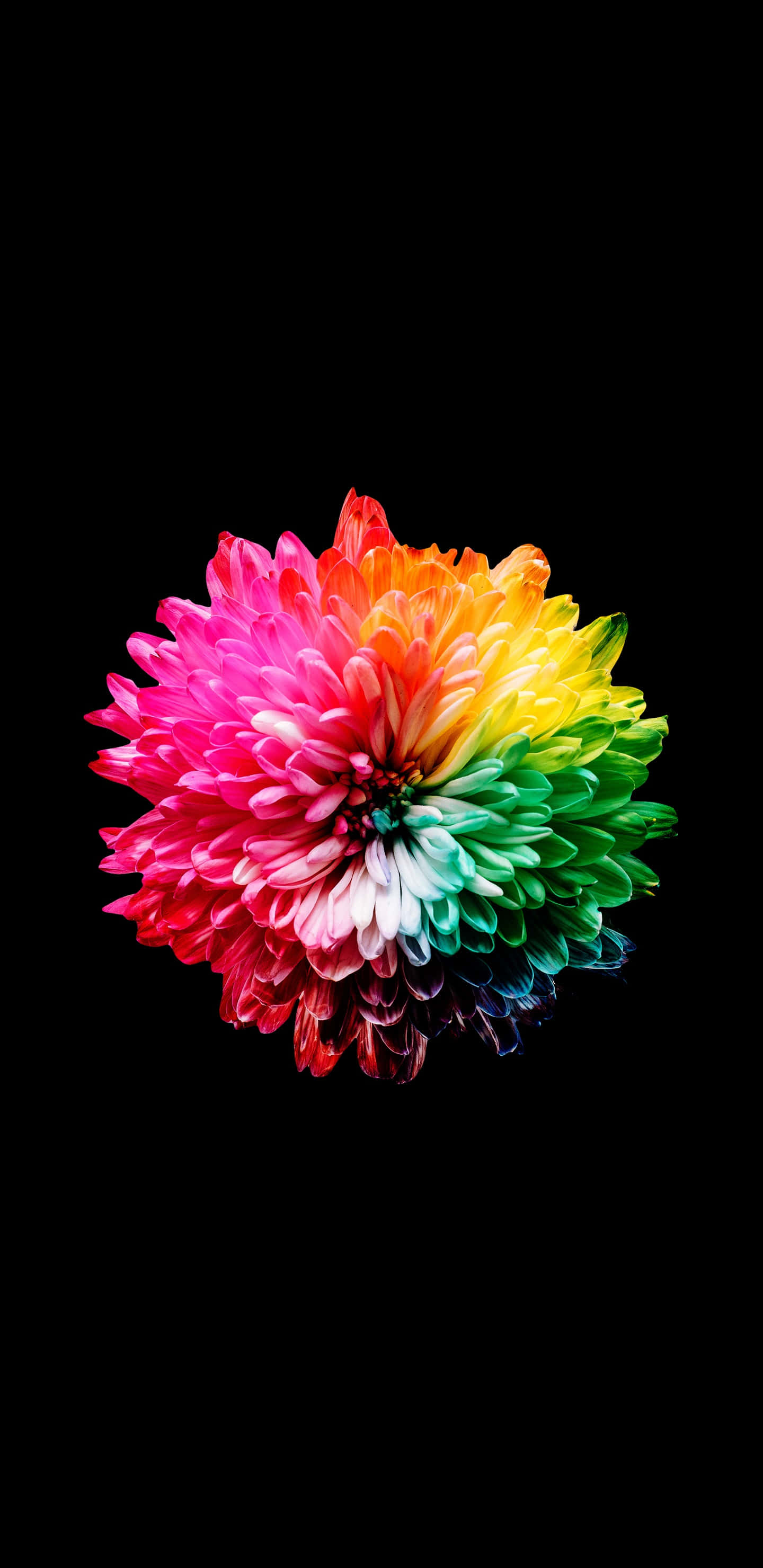 以 Best Amoled 背景升級您的手機 壁紙 — 一朵充滿活力的彩虹色菊花在純黑色背景下綻放，呈現出引人注目的微距拍攝效果。