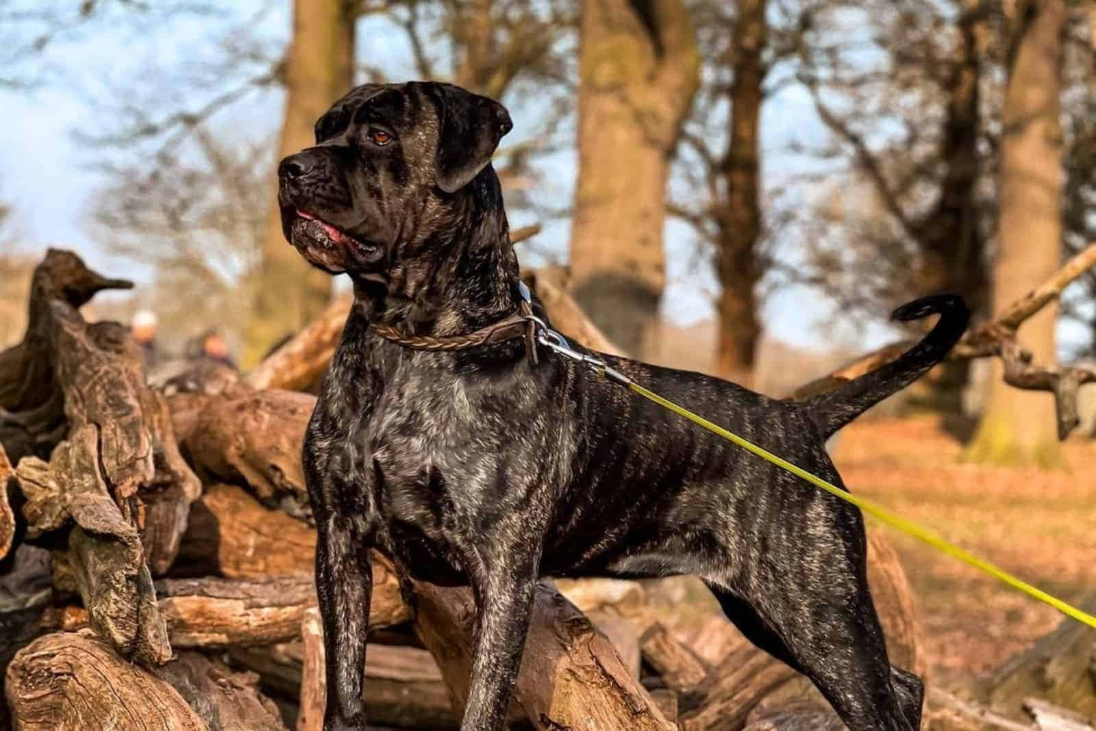 以 Bully Dog 展現個人風格 壁紙 — 一隻強壯的虎斑狗警覺地站在陽光普照的森林空地中一堆風化的圓木上。