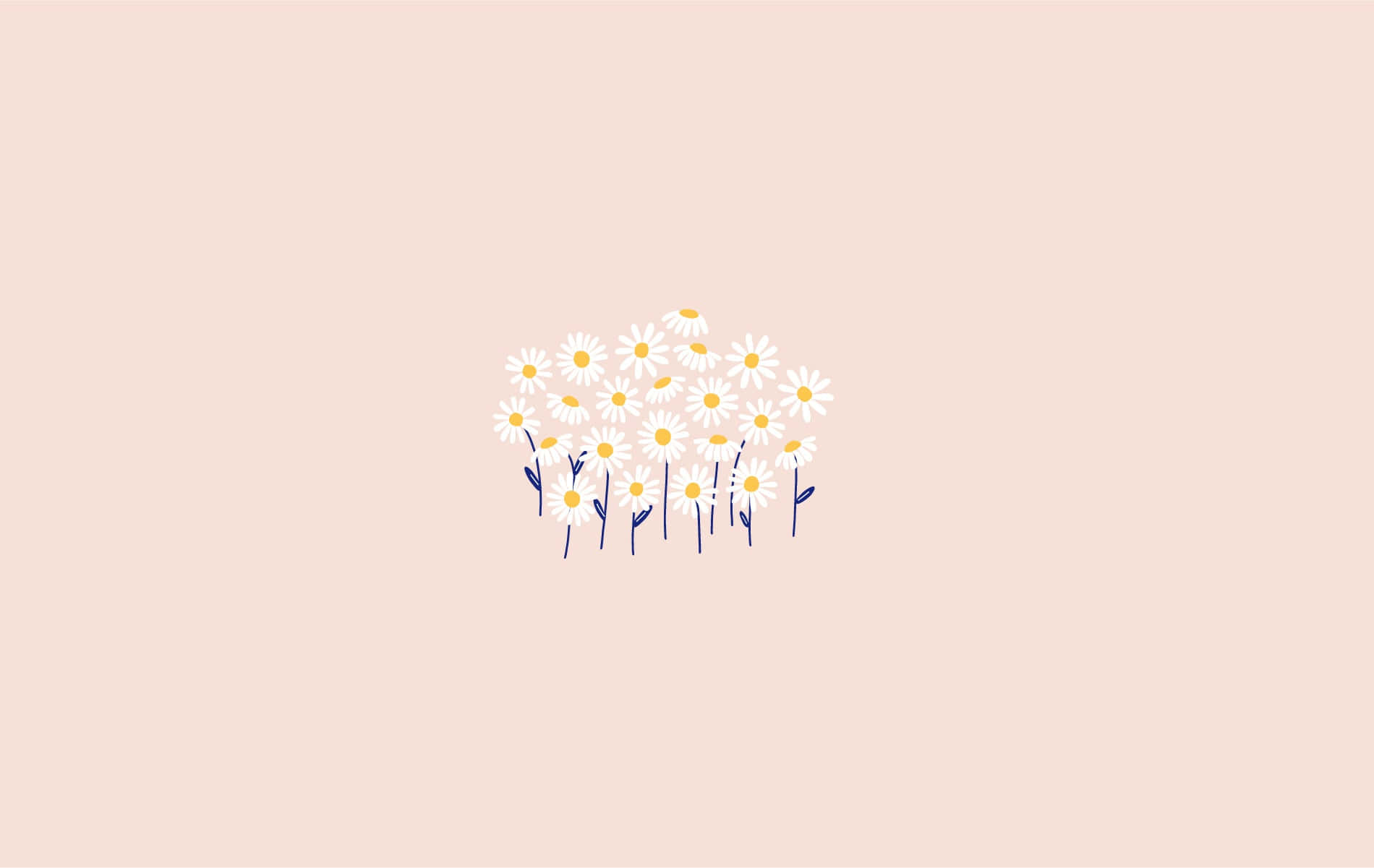 蜜桃色背景上，白色花瓣和黃色花心的雛菊簇。