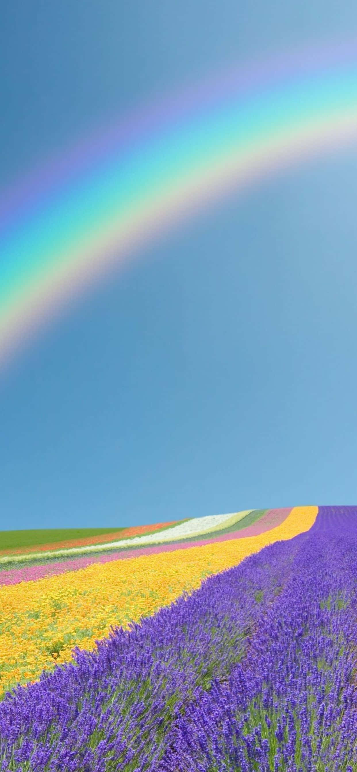 以 Google Pixel 3 欣賞美麗春日 壁紙 — 一道鮮豔的彩虹在蔚藍天空下，跨越覆蓋著色彩繽紛花田的起伏山丘。