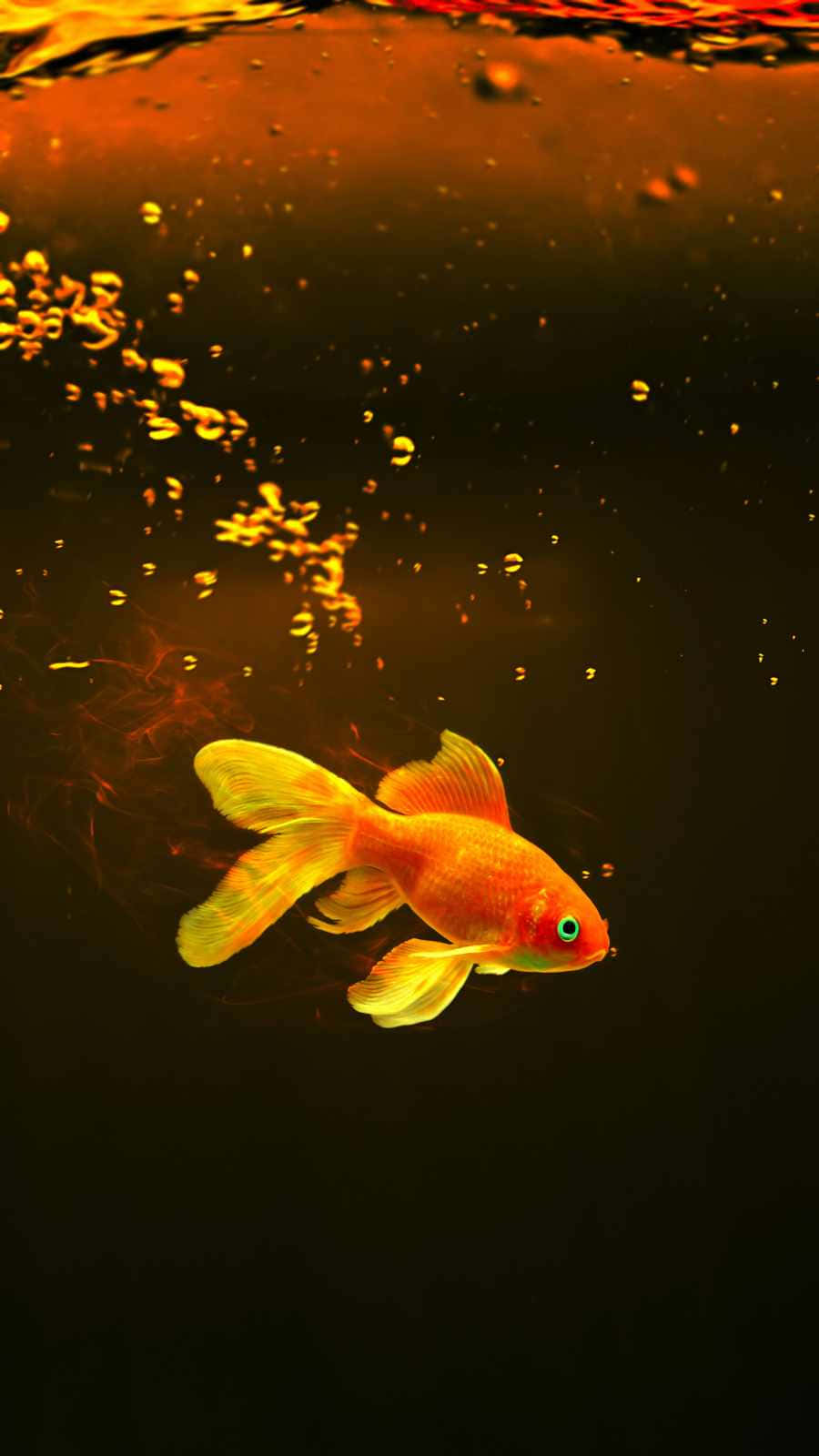 一條金魚在暗色水面附近游動，金色氣泡升起。