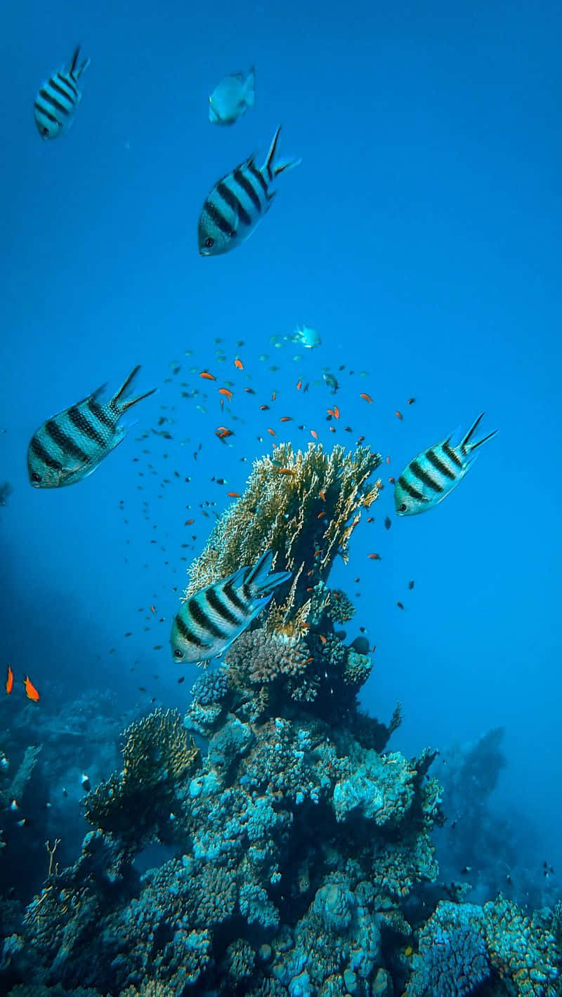 條紋魚在清澈的藍色海水中靠近色彩繽紛的珊瑚游動。