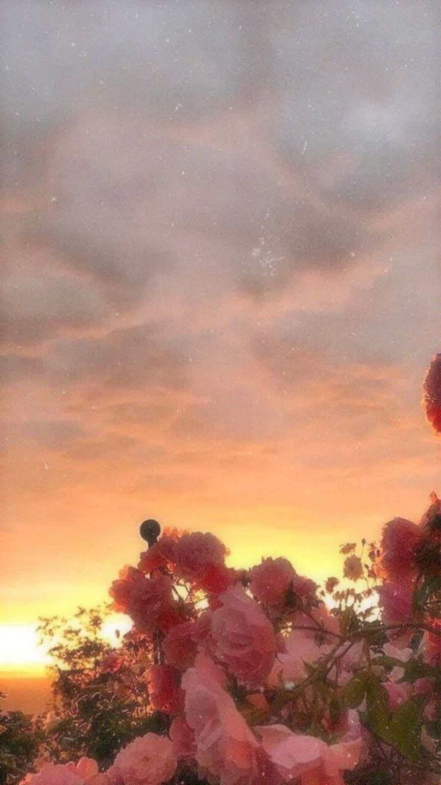 以 iPhone 體現美學風格 壁紙 — 粉紅玫瑰在柔和橙色和灰色的日落天空下盛開，天空中有散落的雲朵。