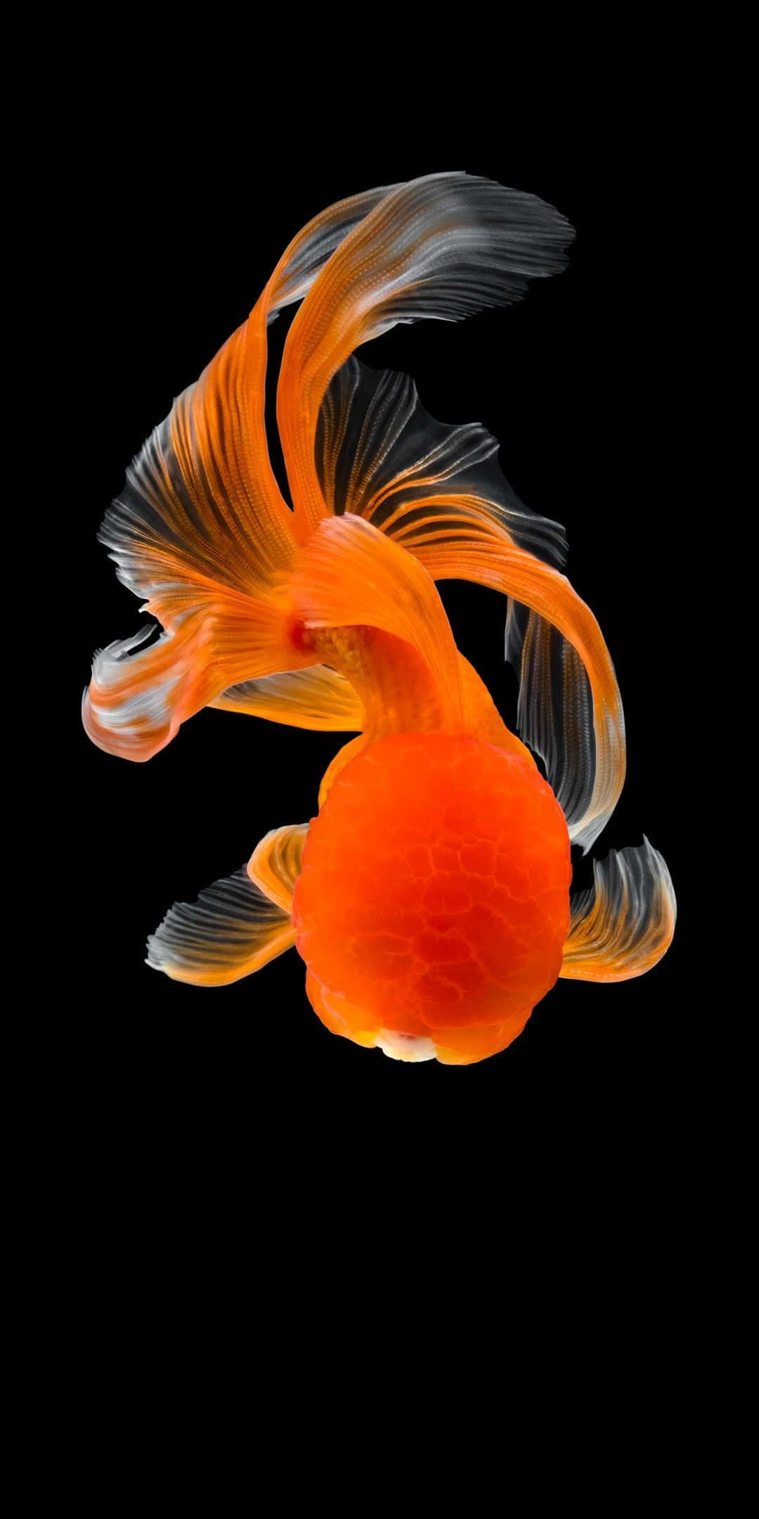以 Pixel 3 捕捉水族箱中優雅游動的魚 壁紙 — 一條充滿活力的橙色觀賞金魚，帶有流動的半透明魚鰭，在純黑色背景前優雅地滑行。