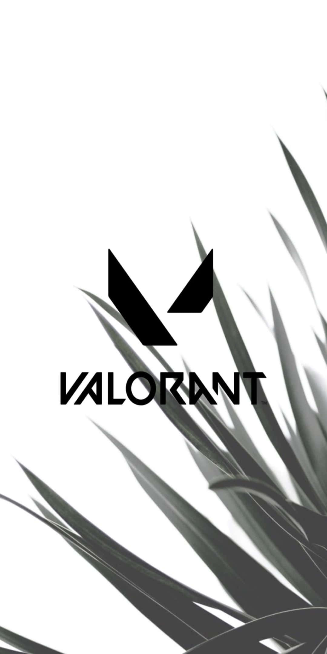 以 Pixel 3 與《Valorant》獲得遊戲優勢 壁紙 — 黑色Valorant標誌置中於純白背景，右下角有尖銳的單色植物葉片作框架。
