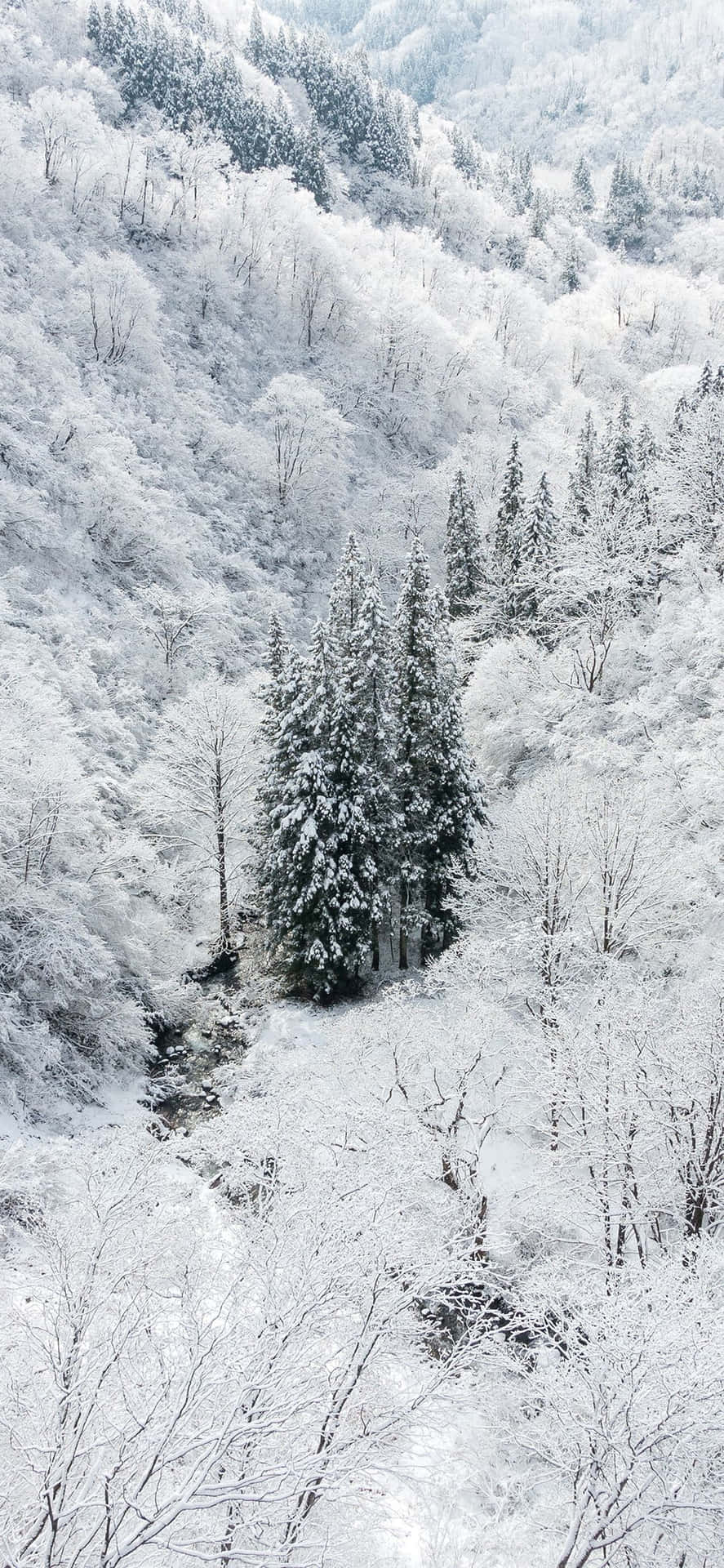 白雪森林山谷，小溪蜿蜒穿過常綠樹木。