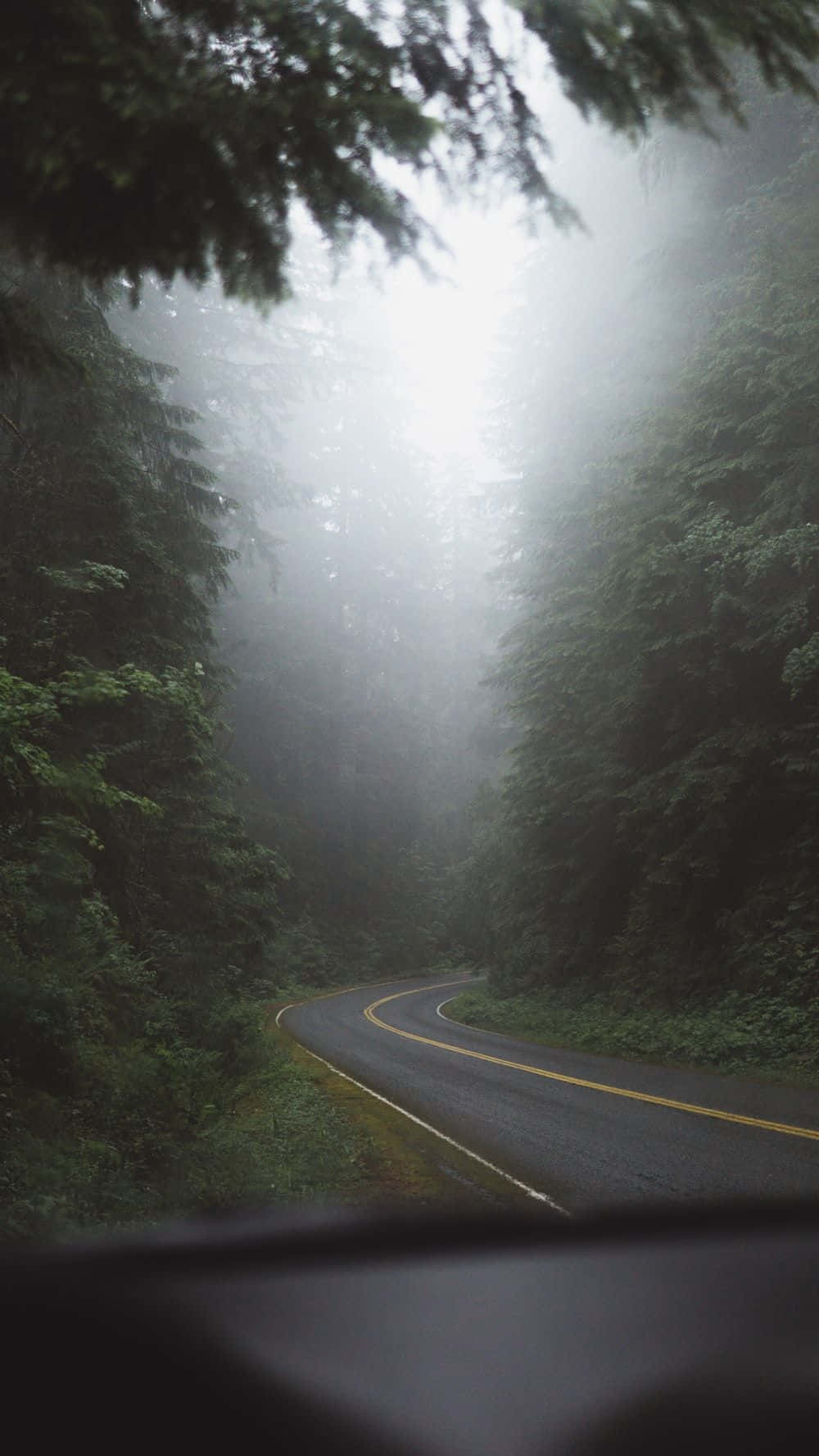 以 Trees iPhone 感受自然之美 壁紙 — 一條蜿蜒的道路穿過霧氣瀰漫的森林，陽光穿透上方的樹冠。