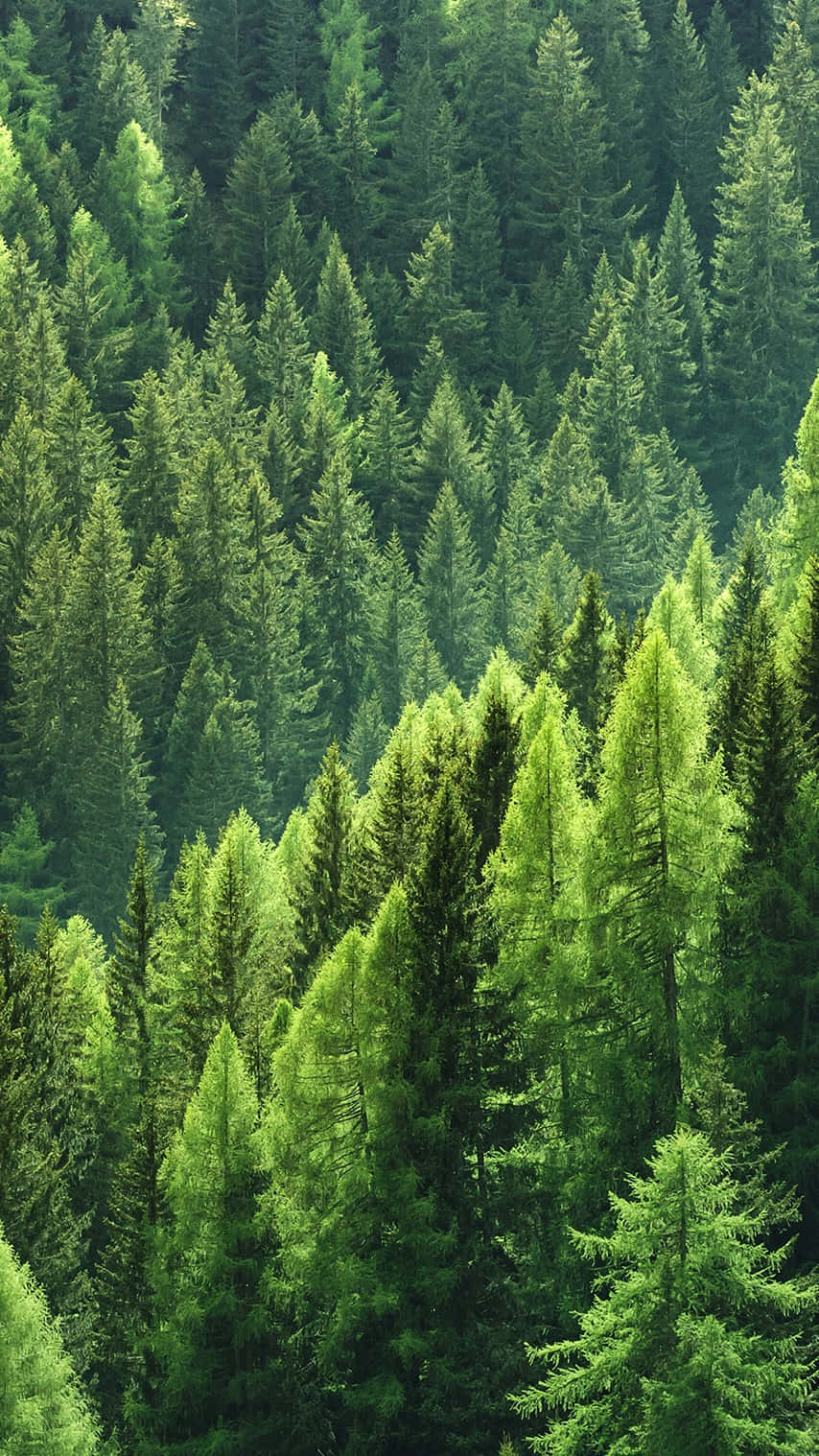 以 Trees iPhone 欣賞自然之美 壁紙 — 在柔和日光下，茂密的常綠樹林鳥瞰圖，鮮綠的樹木遍佈起伏的丘陵。
