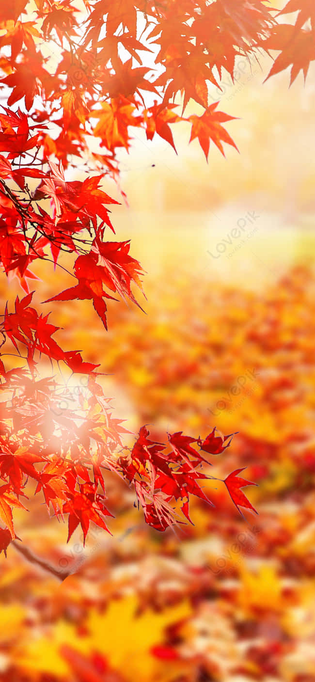 以「秋葉手機」慶祝秋天的到來 壁紙 — 鮮紅的楓葉懸掛在金色陽光照耀的落葉秋葉背景下。