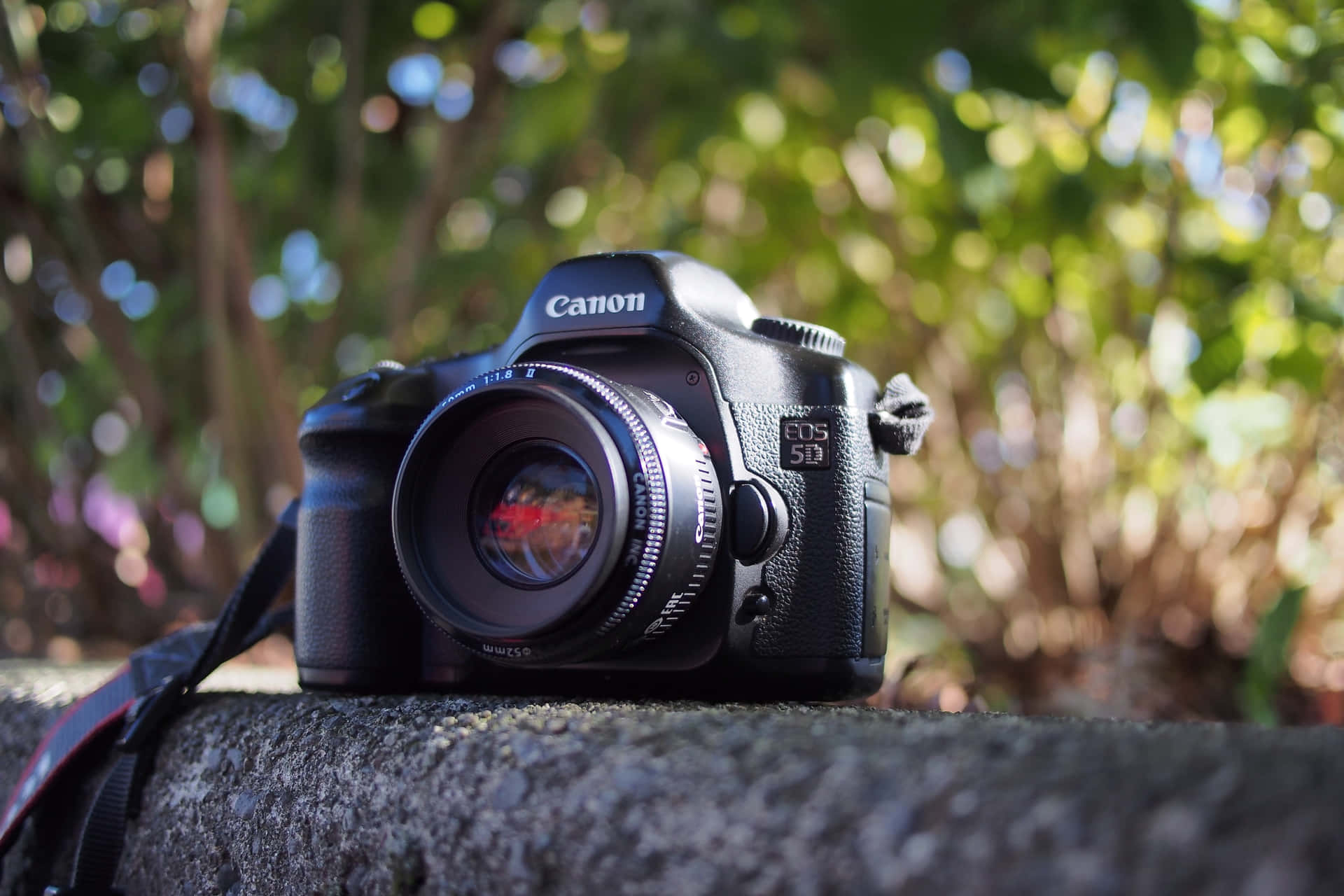 黑色Canon DSLR相機放在石上，背景有綠色樹葉。 — 相機 壁紙