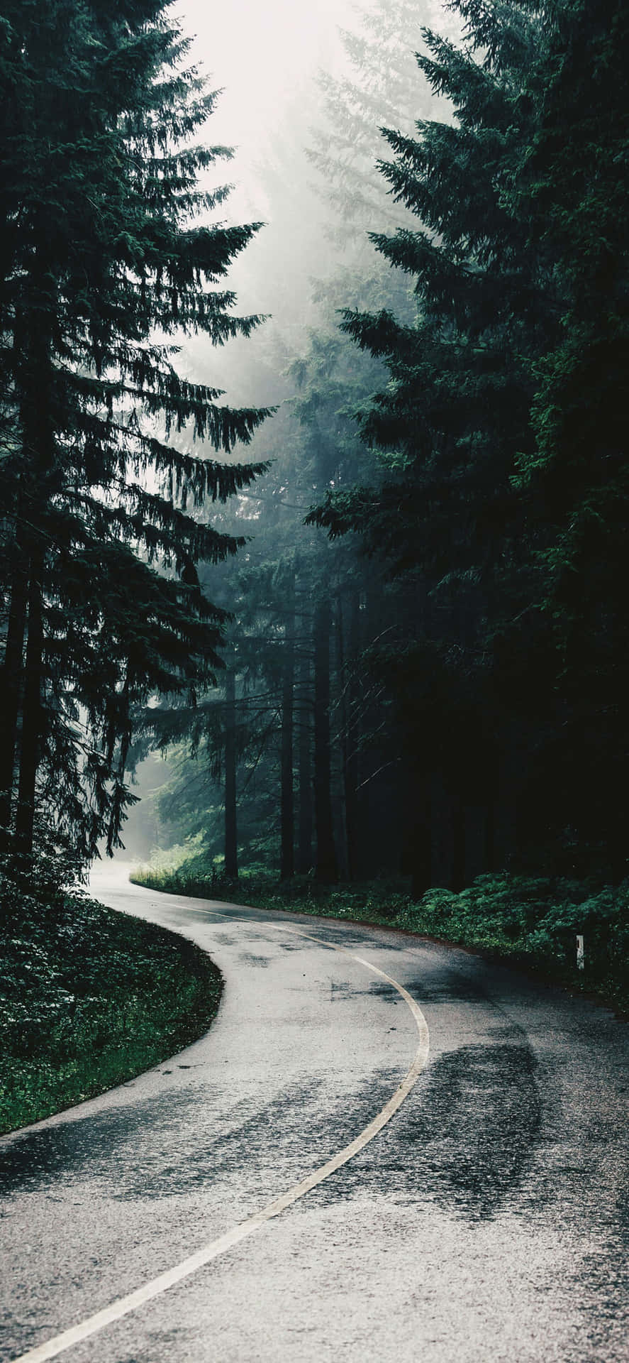 黃昏時分，蜿蜒道路穿過霧林，高大的常綠樹。