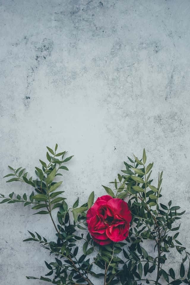 以iPhone花慶祝春天的到來 壁紙 — 一朵鮮豔的紅玫瑰，搭配茂盛的綠葉，倚靠在紋理灰色混凝土牆上。