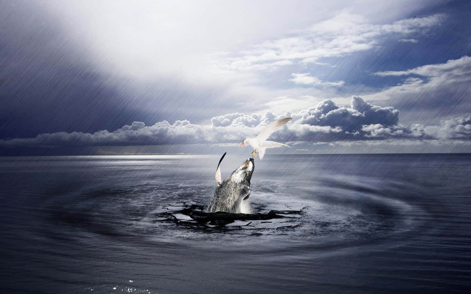 以Photoshop釋放你的創意！ 壁紙 — 一頭座頭鯨從深藍色的海洋中戲劇性地躍出，一隻海鷗在頭頂飛翔，暴風雨的天空中陽光穿透雲層。