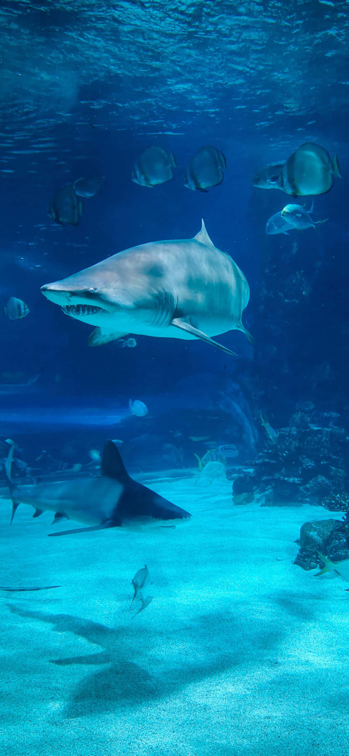 以Shark iPhone體驗極致功能與時尚 壁紙 — 一條大白鯊在清澈的藍色海水中滑行，越過沙質海底，附近有其他鯊魚和熱帶魚游動。