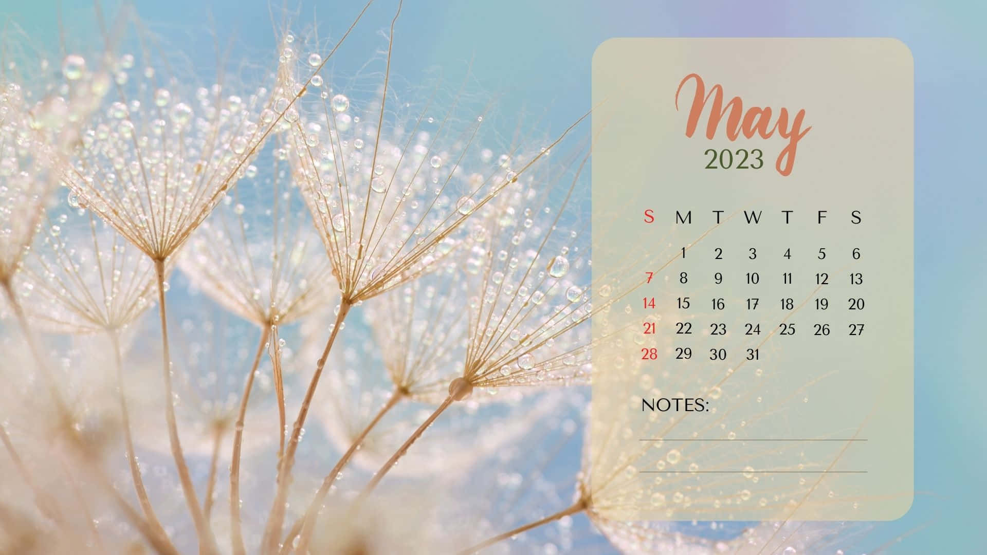 以五月二〇二三年日曆掌控你的月份 壁紙 — 2023年5月的日曆漂浮在沾滿露水的蒲公英絨毛旁邊，背景是柔和的藍天。