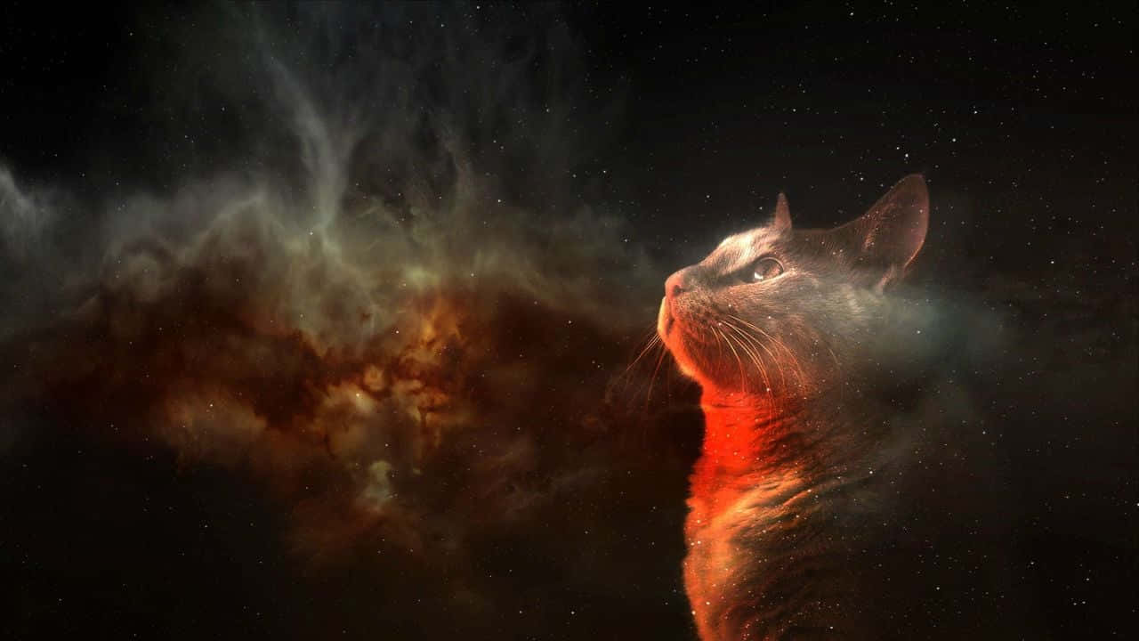 一隻貓仰望太空中發光的星雲。