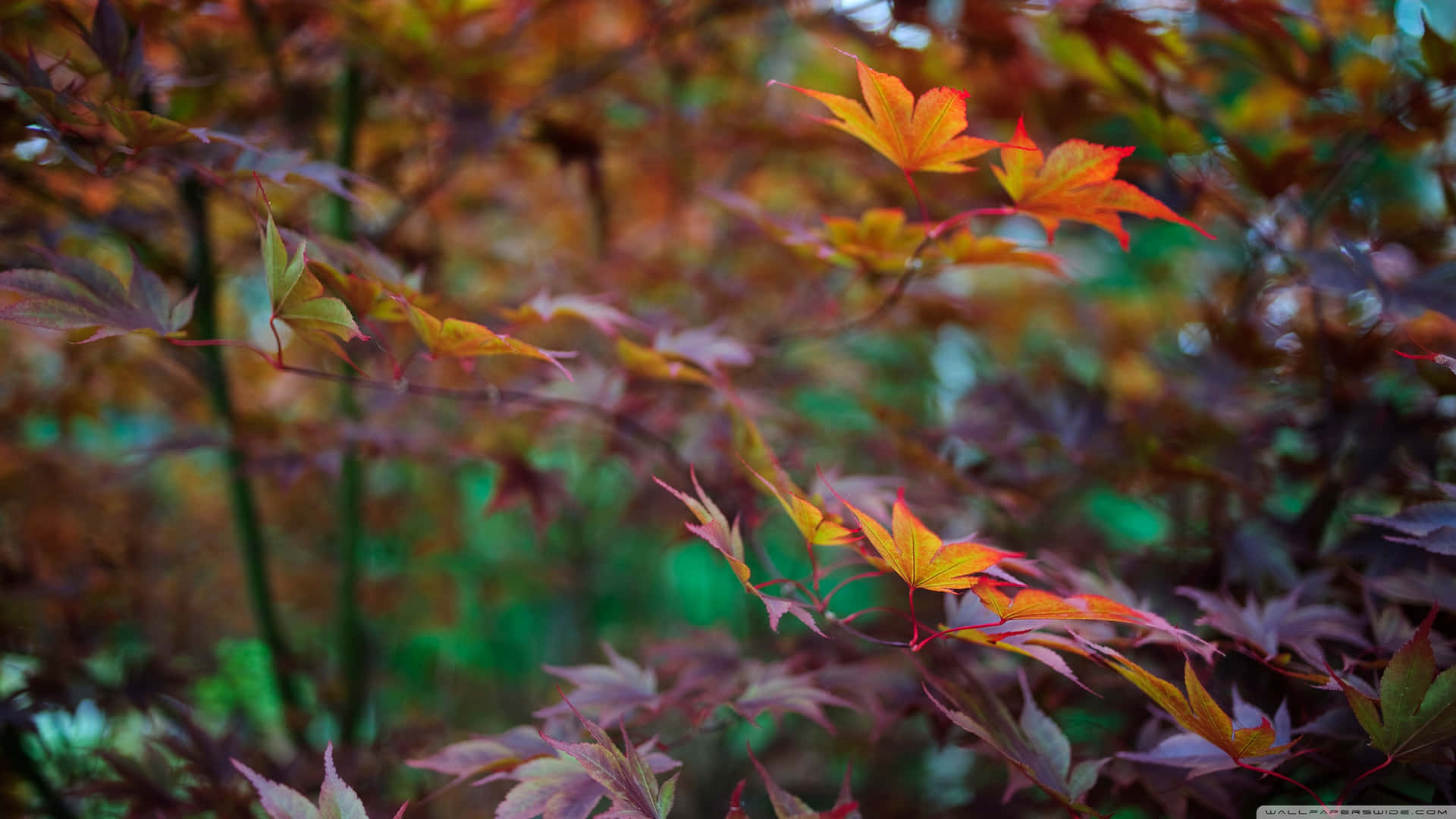 秋日楓葉在橙色和酒紅色中，對著模糊的森林背景。