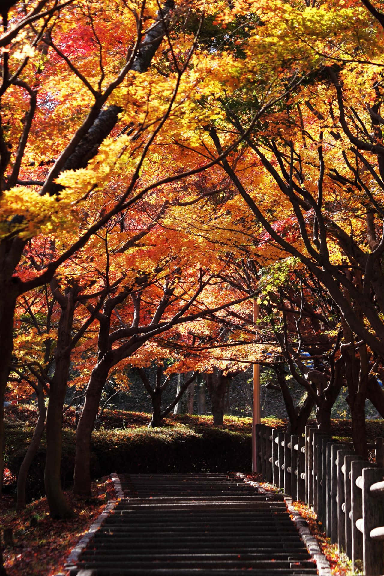 以優雅視角擁抱秋日風景 壁紙 — 一條石階蜿蜒穿過秋日火紅橙紅的楓樹林蔭。