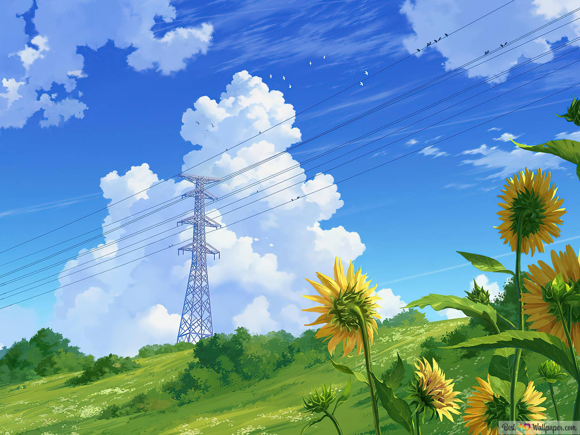 藍天白雲和電線塔下的山丘上的向日葵。 — 向日葵 壁紙
