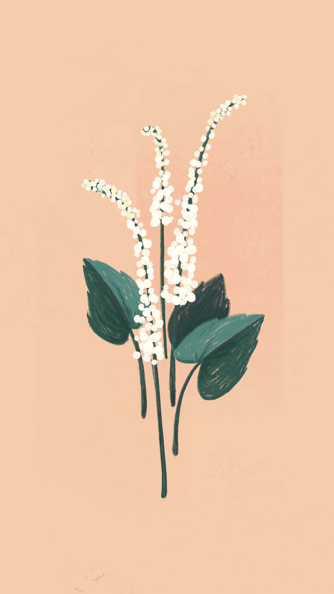 白色開花植物與深綠色葉子的插圖，蜜桃色背景