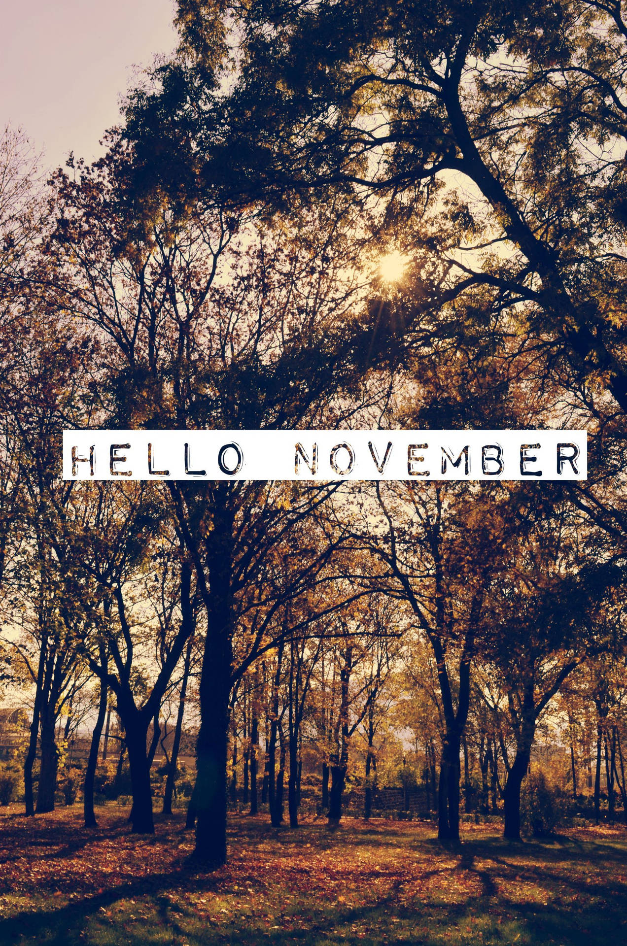 森林場景，光禿禿的樹木和金色的樹葉在溫暖的陽光下，帶有文字hello november。