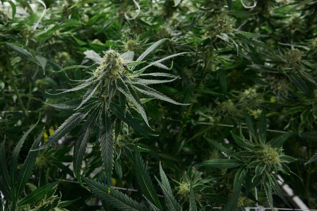 在種植室中，帶有密集花蕾和鋸齒狀葉子的大麻植物特寫。